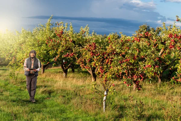 Farmer Examines Garden Fruits Sends Data Cloud Tablet Smart Farming — Stock Photo, Image