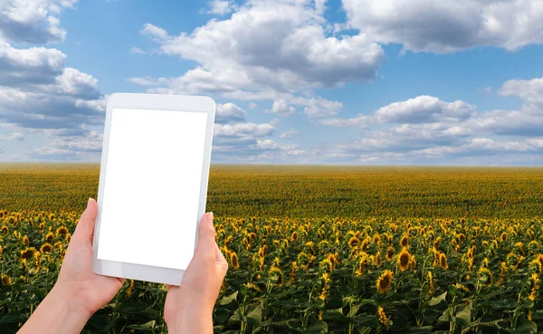 Hands with a digital tablet on the background of a field of sunflowers. Blank screen, space for your content