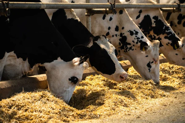 Cows Dairy Farm — Stock Photo, Image