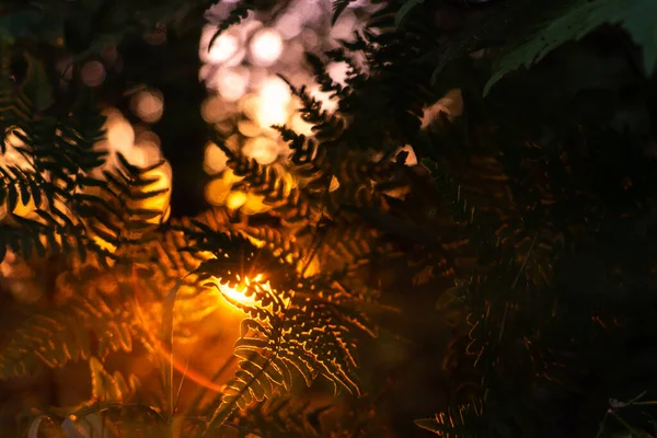 Sun Rays Trees Forest —  Fotos de Stock
