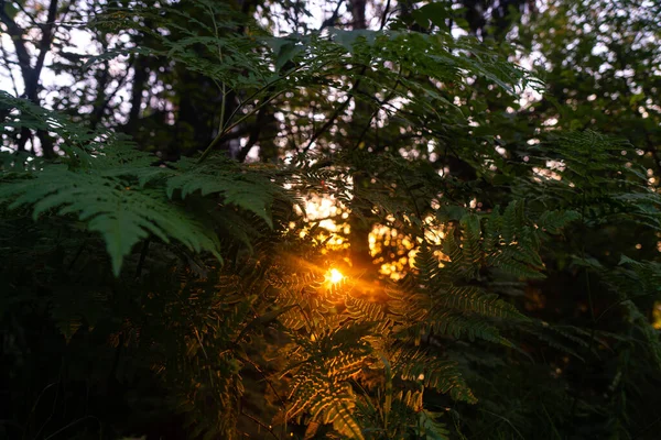 阳光穿过森林中的树木 — 图库照片