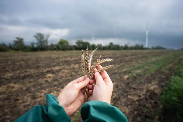 Farmer holds ears of wheat in hand. Wind generators in the background