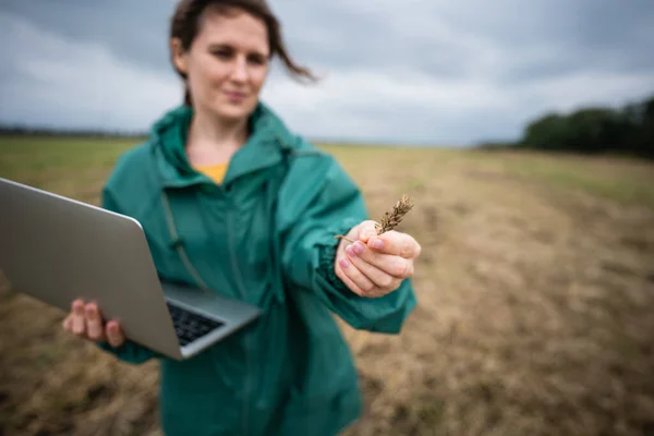 Farmer Laptop Field Smart Farming Agriculture Digitalization — Stock Photo, Image