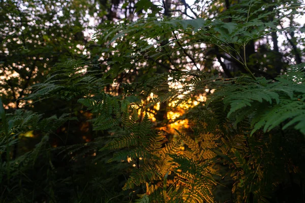 Sun Rays Fern Leaves — 图库照片
