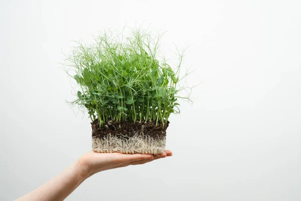 Woman Holding Micro Green Her Hands Close — Stockfoto
