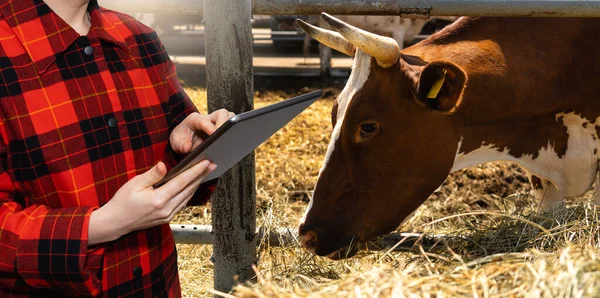 Woman farmer with tablet computer on a background of cows at a dairy farm. Herd management concept.