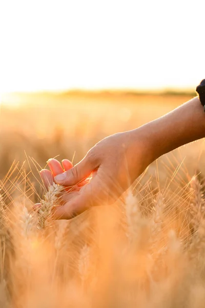Woman Farmer Touches Ears Wheat Agricultural Field — Stock Fotó