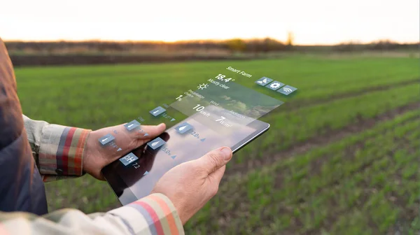 Farmář Digitálním Tabletem Zemědělském Poli Inteligentní Zemědělství Digitální Zemědělství — Stock fotografie
