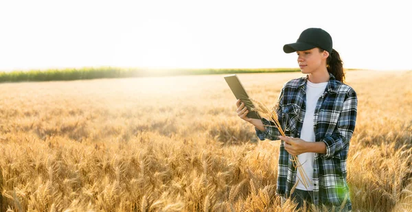 农业用地上有数字平板电脑的农民 智能农业和数字农业 — 图库照片