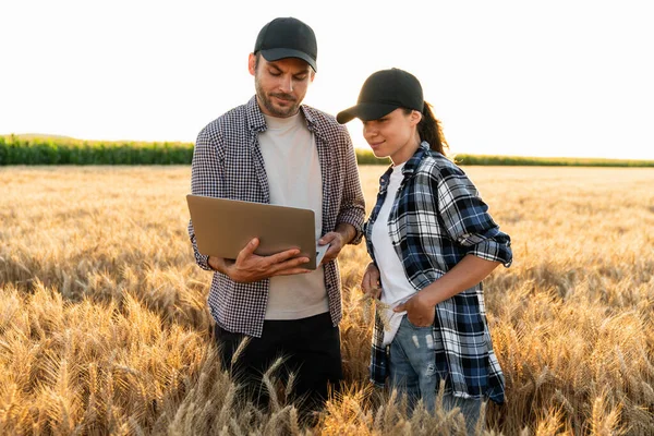 농부들은 곡물밭을 검사하여 컴퓨터에서 정보를 클라우드로 보냅니다 스마트 디지털 — 스톡 사진