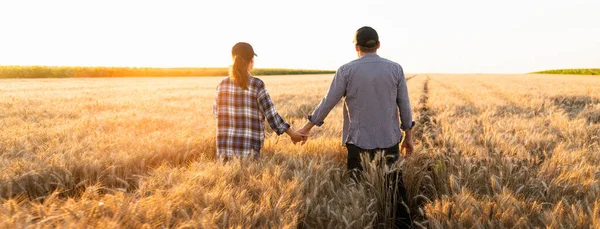Couple Farmers Plaid Shirts Caps Holding Hands Agricultural Field Wheat — Stok fotoğraf