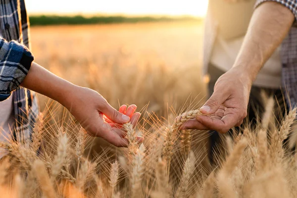 Zemědělci Dotýkají Uší Pšenice Zemědělském Poli — Stock fotografie