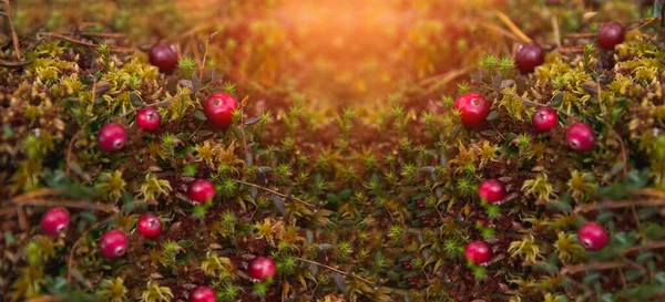 Rote Preiselbeeren Auf Moos Wald — Stockfoto