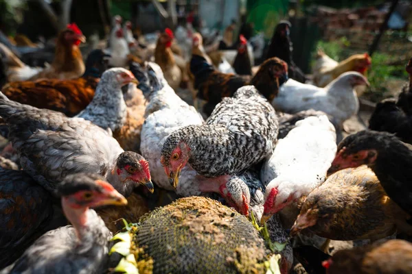 Alimentación Pollos Con Semillas Girasol Granja Avícola Ecológica Foto Alta — Foto de Stock