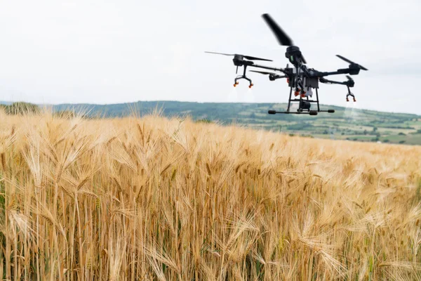 Drohne Fliegt Über Das Weizenfeld Smart Farming Und Präzisionslandwirtschaft Hochwertiges — Stockfoto
