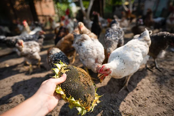 Alimentación Pollos Con Semillas Girasol Granja Avícola Ecológica Foto Alta — Foto de Stock