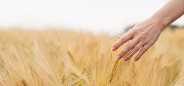 Γυναίκα Αγρότης Αγγίζει Αυτιά Του Σιταριού Ένα Γεωργικό Τομέα Υψηλής — Φωτογραφία Αρχείου