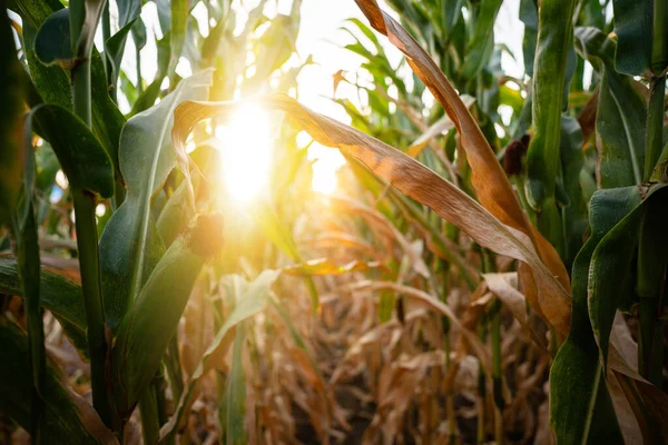 Corn Field Sunset Agriculture Background Copy Space High Quality Photo — Stock Photo, Image