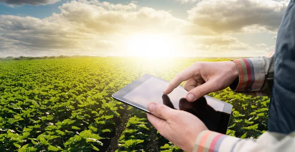 Rolnik Tabletem Cyfrowym Polu Rolniczym Inteligentne Rolnictwo Rolnictwo Cyfrowe — Zdjęcie stockowe