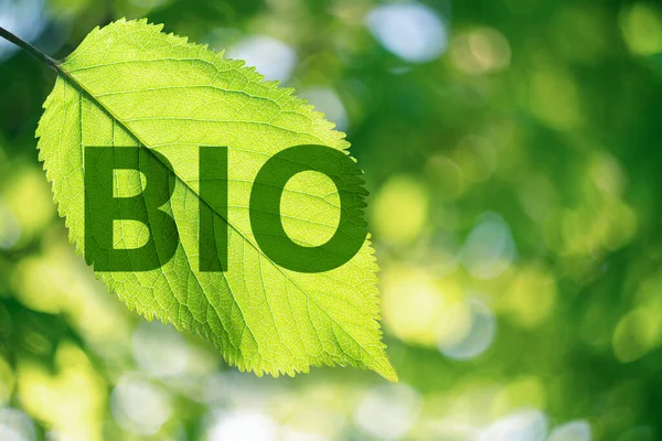 Tekst Bio Een Blad Groene Energie Koolstofarm Maken Concept Hoge — Stockfoto