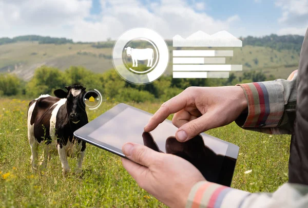 Farmer Táblagéppel Ellenőrzi Teheneket Legelőn Csordakezelés Koncepciója Kiváló Minőségű Fénykép — Stock Fotó