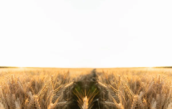 Zlaté Pšeničné Pole Při Západu Slunce Kvalitní Fotografie — Stock fotografie