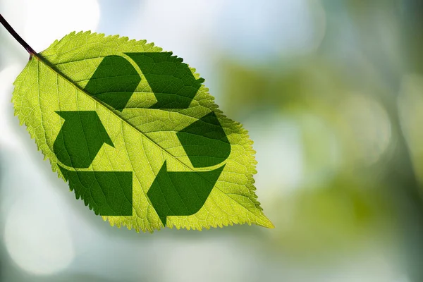 Újrahasznosító Szimbólum Egy Zöld Levélen Kiváló Minőségű Fénykép — Stock Fotó