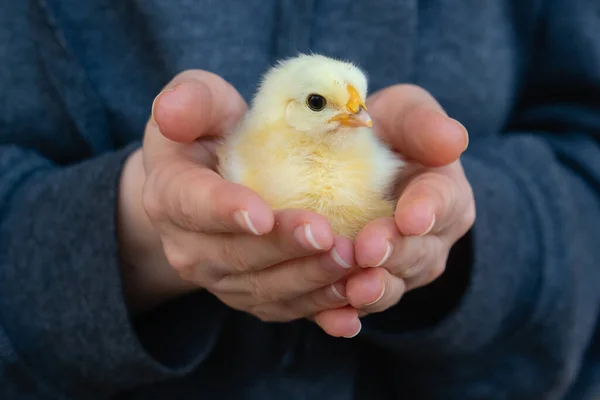 Sárga Csirke Gazda Kezében Baromfitenyésztés Kiváló Minőségű Fénykép — Stock Fotó