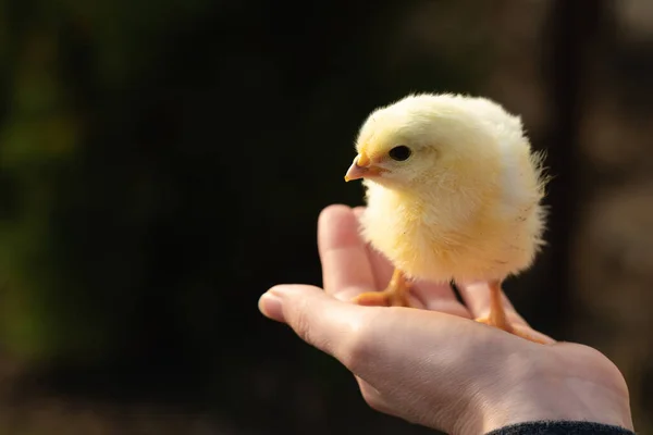 Puiul Galben Mâna Fermierului Fermă Păsări Fotografie Înaltă Calitate — Fotografie, imagine de stoc
