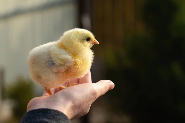 Puiul Galben Mâna Fermierului Fermă Păsări — Fotografie, imagine de stoc