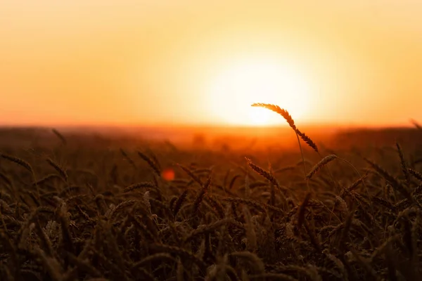Silueta Pšeničných Uší Poli Při Západu Slunce Kvalitní Fotografie — Stock fotografie