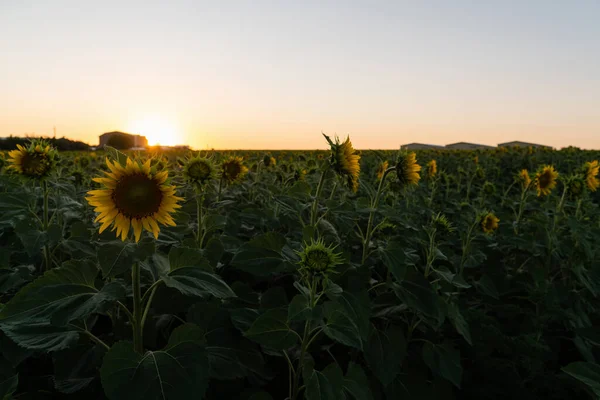 Sonnenblumenfeld Mit Bauernhof Horizont Hochwertiges Foto — Stockfoto