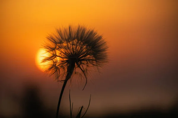 Close Dandelion Sunset High Quality Photo — Stock Photo, Image