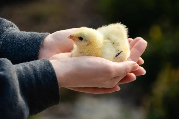 Sárga Csirke Gazda Kezében Baromfitenyésztés Kiváló Minőségű Fénykép — Stock Fotó