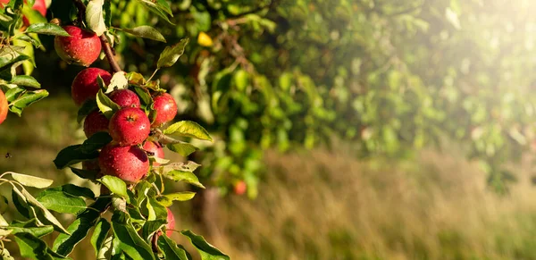 Apple Trees Organic Fruit Farm High Quality Photo — Stock Photo, Image