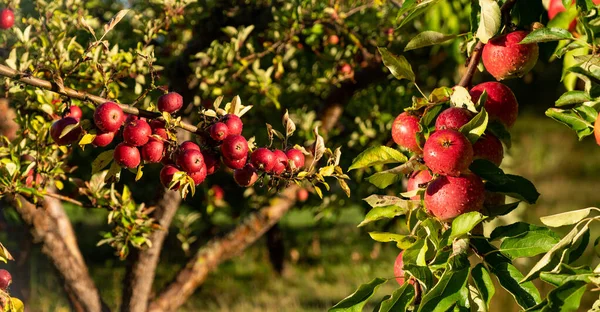 苹果树在一个有机果树农场 高质量的照片 — 图库照片