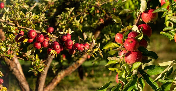 Apple Trees Organic Fruit Farm High Quality Photo — Stock Photo, Image