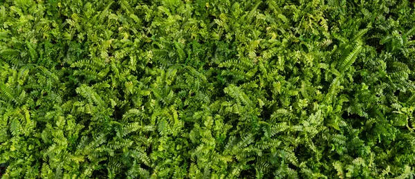 Zielona Ściana Fern Tło Zielone Rośliny Wysokiej Jakości Zdjęcie — Zdjęcie stockowe
