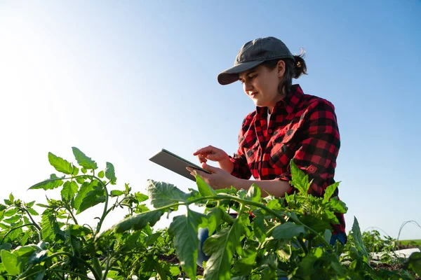 Domates Tarlasında Dijital Tabletli Bir Kadın Çiftçi Tarımda Akıllı Tarım — Stok fotoğraf