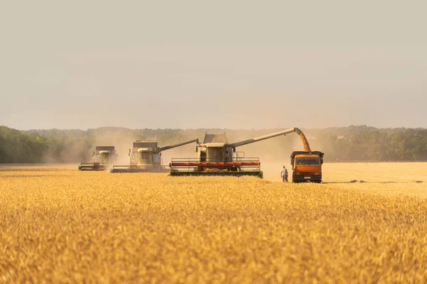 Hasatçı Buğdayı Topluyor Yüksek Kalite Fotoğraf — Stok fotoğraf