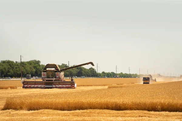Комбайн Збирає Пшеницю Високоякісна Фотографія — стокове фото