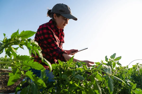 Kobieta Farmerka Cyfrowym Tabletem Polu Pomidorów Inteligentne Rolnictwo Transformacja Cyfrowa — Zdjęcie stockowe