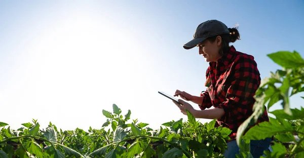 Una Mujer Agricultora Con Tableta Digital Campo Tomate Agricultura Inteligente — Foto de Stock