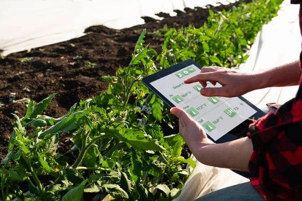 Una Mujer Agricultora Con Tableta Digital Campo Tomate Agricultura Inteligente — Foto de Stock