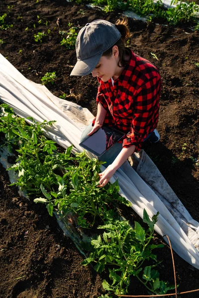 Eine Bäuerin Mit Digitalem Tablet Auf Einem Tomatenfeld Smart Farming — Stockfoto