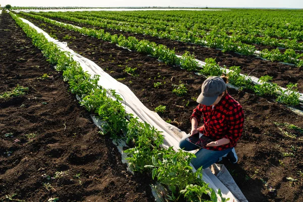 Eine Bäuerin Mit Digitalem Tablet Auf Einem Tomatenfeld Smart Farming — Stockfoto