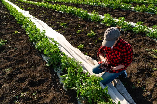 Kobieta Farmerka Cyfrowym Tabletem Polu Pomidorów Inteligentne Rolnictwo Transformacja Cyfrowa — Zdjęcie stockowe