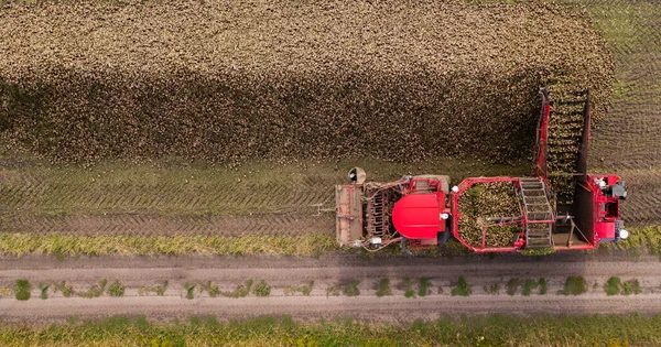 Mähdrescher Erntet Zuckerrüben Auf Dem Feld Luftaufnahme Hochwertiges Foto — Stockfoto