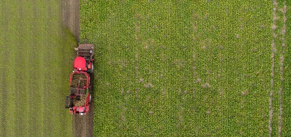 フィールド上の収穫の砂糖のビートを組み合わせる 空中展望 高品質の写真 — ストック写真