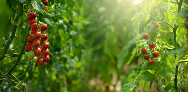 带有樱桃西红柿的温室 有机农场 高质量的照片 — 图库照片